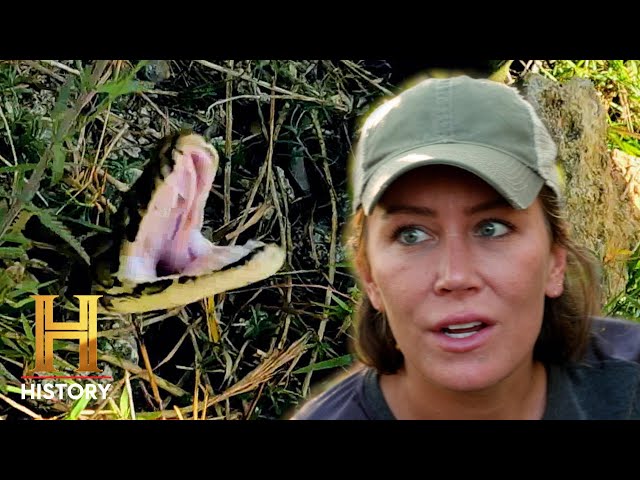 Swamp People: Serpent Invasion: HUGE Pythons Surrounding Cypress Strand (S4) | History
