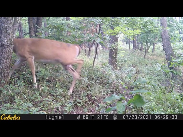 #FlashbackFriday to this deer caught on our Cabela's trail cams👀 📷: @m.heffernon