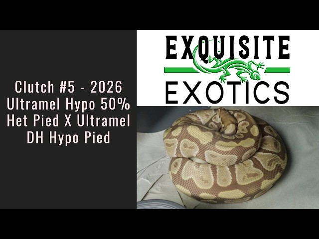 Clutch #5 - 2026 Ultramel Hypo 50% Het Pied X Ultramel DH Hypo Pied