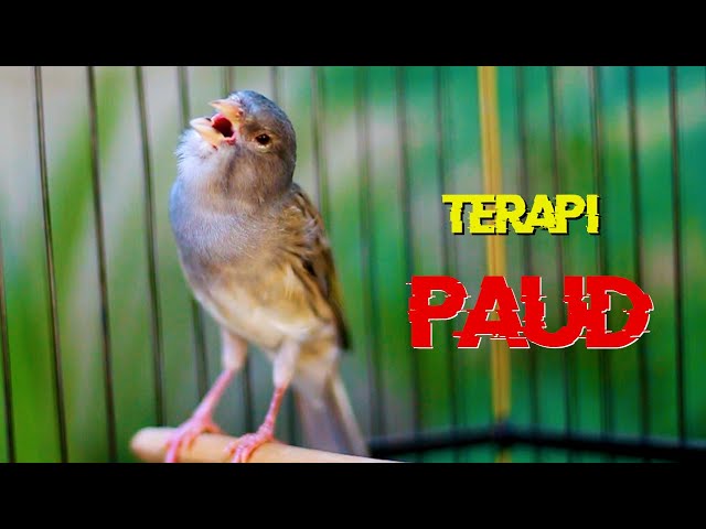 KENARI GACOR PANJANG SUARA JERNIH, TERAPI KENARI PAUD CEPAT BUNYI