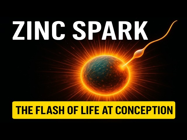 This Tiny Flash Marks the Beginning of Life – The Zinc Spark Explained | Knowledge Factz |