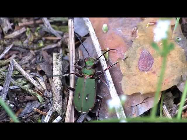 Tiger Beetle Hunting an Ant
