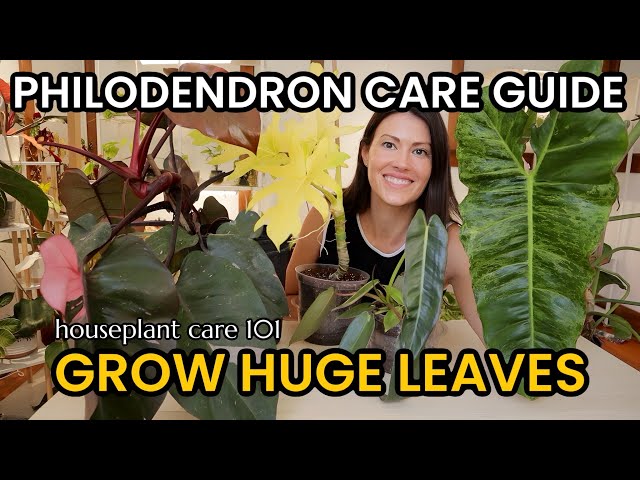 Philodendron Plant Care For HUGE Leaves - How To Water, Lighting, Repotting - Houseplant Care 101
