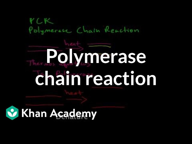 Polymerase chain reaction (PCR)