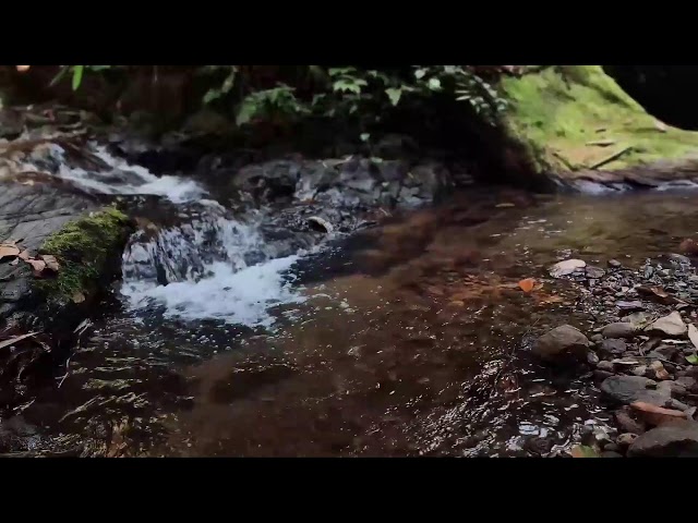 Relaxing Music, Sleep Music, Water Sounds, Meditation Music, Healing Piano for Mindfulness
