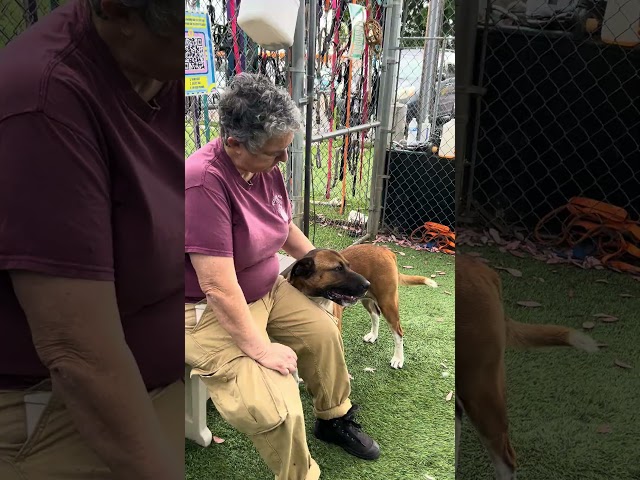 NEW A5430437 Betty | Black Mouth Cur Mix