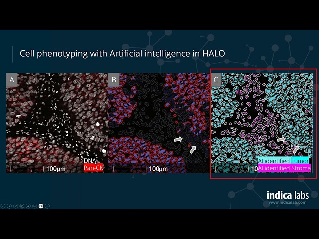 Getting Started with Multiplex Fluorescence Image Analysis in HALO®