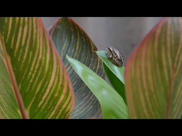 Live Frog Camera (Lots of frogs today)