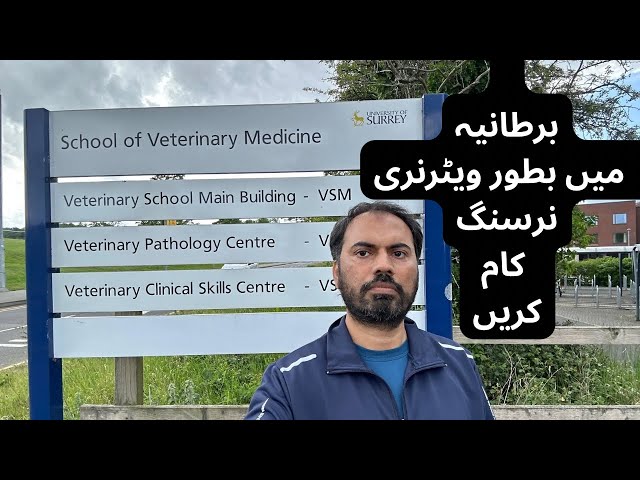 Can a veterinary doctor work as veterinary nurse in UK 🇬🇧 | Registered Veterinary Nurse RVN UK