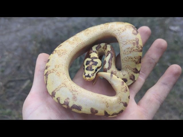 Spider Freeway Ball Python and educating on the spider gene!