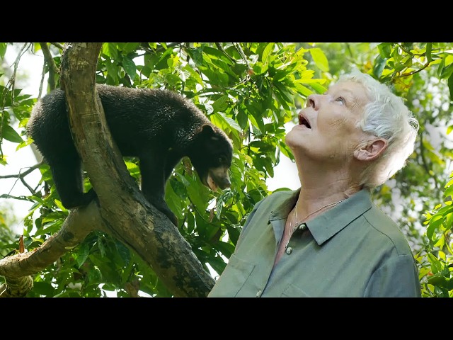 En el corazón salvaje de Borneo con Judi Dench (Documental en 4K)