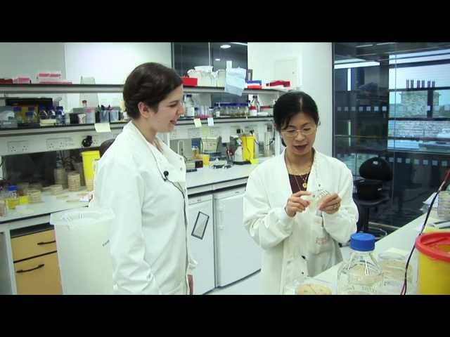 Biomedical Sciences Lab Assistant