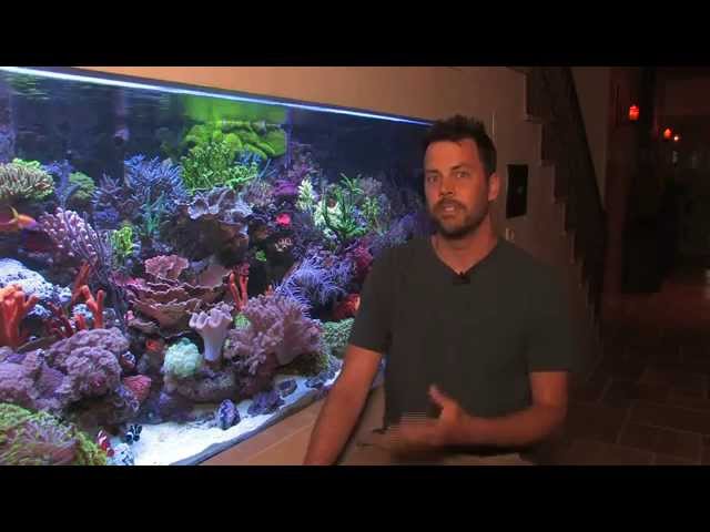 Vivid 400 Gallon Mixed Reef Aquarium 2012