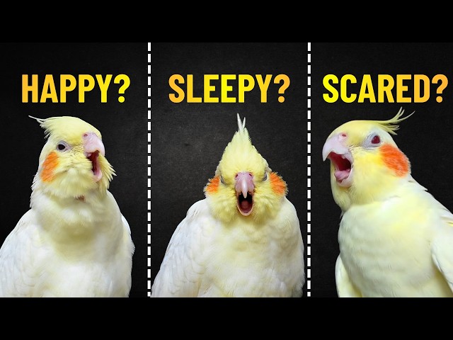 9 Cockatiel Sounds and What They ACTUALLY Mean