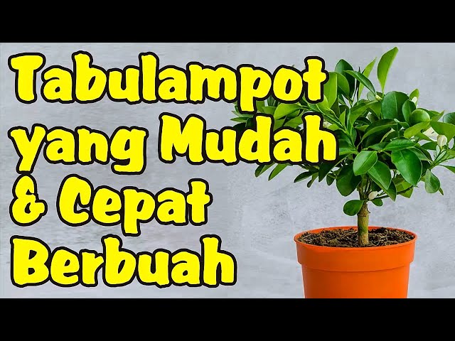 Potted Fruit Trees That Are Easy and Fast to Bear Fruit
