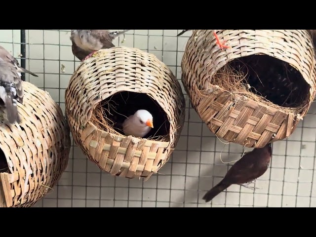 Part-7 Zebra finches Bird Mini colony setup Zebra finch bird 🕊️ breeding progress Zebra finch feeder