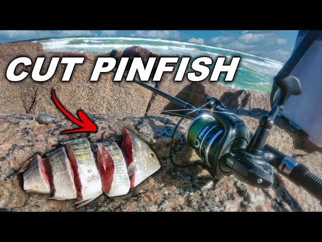 what happens when you use cut pinfish and shrimp for bait at the smallest jetties??