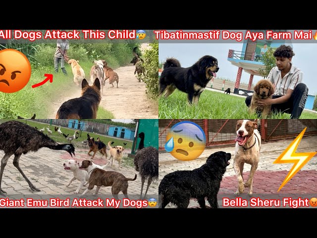 Farm Par Aya Tibatinmastif Dog🔥Monster Dog🐶|| Giant Emu Bird Attack Dogs😨Bella Sheru Ka Hua Panga😡