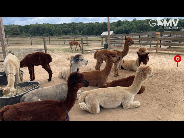 🟢 GOMV.COM Martha's Vineyard Alpaca Farm Live Webcam