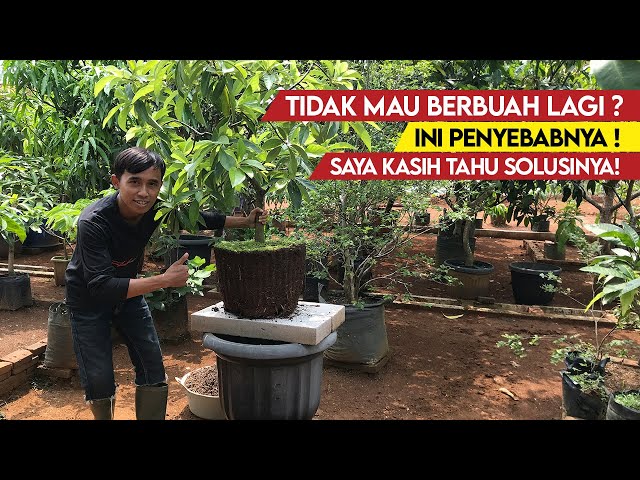 This Is The Reason Why Fruit Plants Grown In Pots Have Difficulty Bearing Fruit.