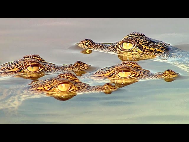 Inside the Secret Lives of Nile Crocodiles - Survival on Africa’s Wildest River