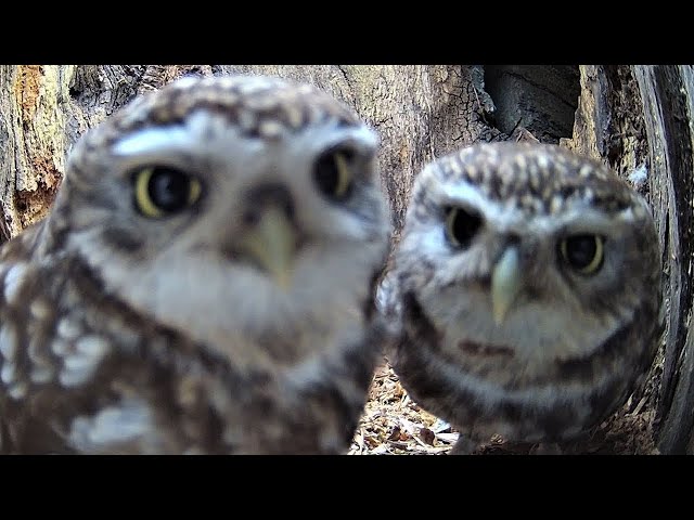 The Secret World of Little Owls: Courtship & Early Nesting | Discover Wildlife | Robert E Fuller