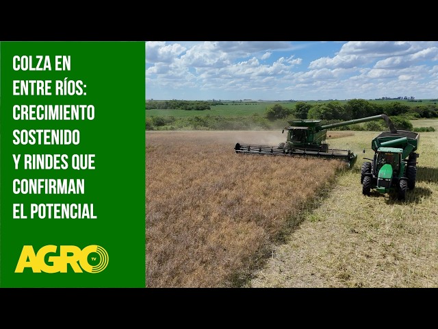 Colza en Entre Ríos: Crecimiento sostenido y rindes que confirman el potencial (#1177 2026-02-28)