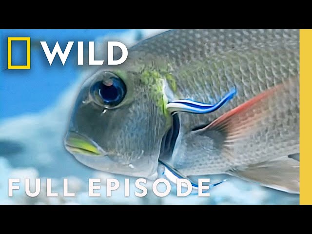 Palau: Ocean Paradise (Full Episode) | The Living Edens | Nat Geo Animals