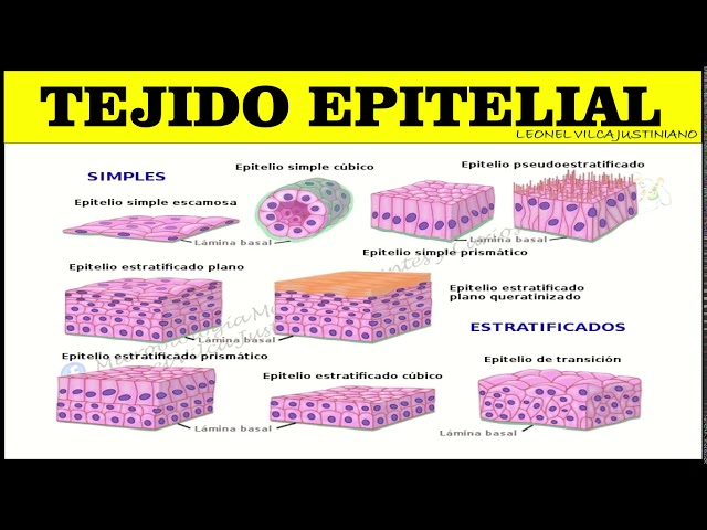 HISTOLOGY - OVERVIEW