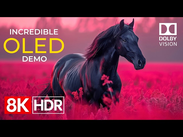 Incredible Picture Quality in 8K HDR 60fps Dolby Vision | OLED TV Demo