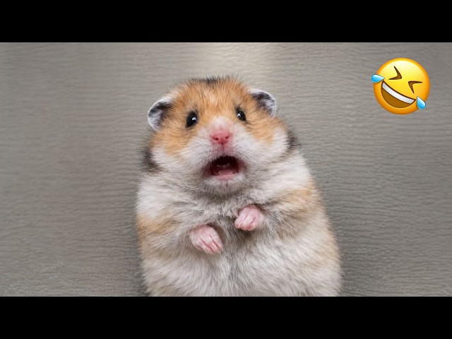 Funny Hamster Videos | Funny and Cute Moment of the Animals