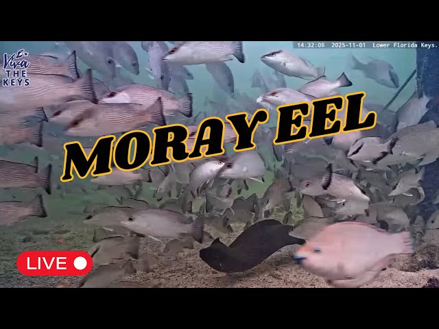 ICYMI Moray Eel Caught on #VivaTheKeys #underwater #livestream 