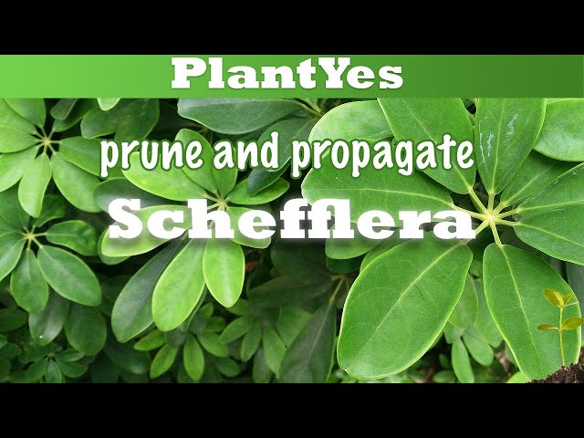 🌿 How to prune and propagate Schefflera arboricola 🌿 and showing endresult!
