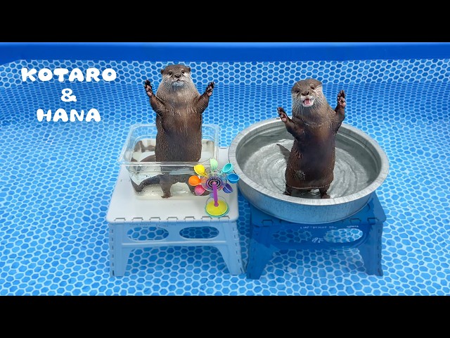 Otters Get Their Paws on a New Pool!