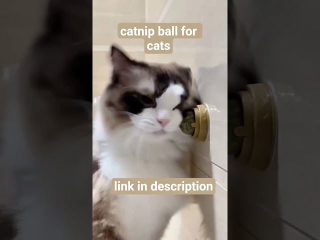 Catnip ball for cats | #shorts #cat #catnip #petproducts