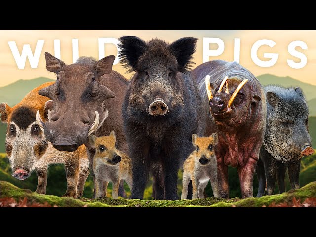 All 20 Wild Pig Species (& Their Piglets!)