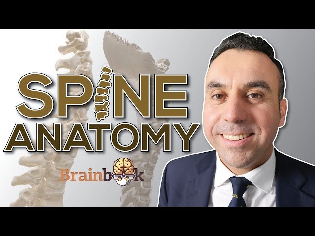 Spine anatomy - learn from a NEUROSURGEON!
