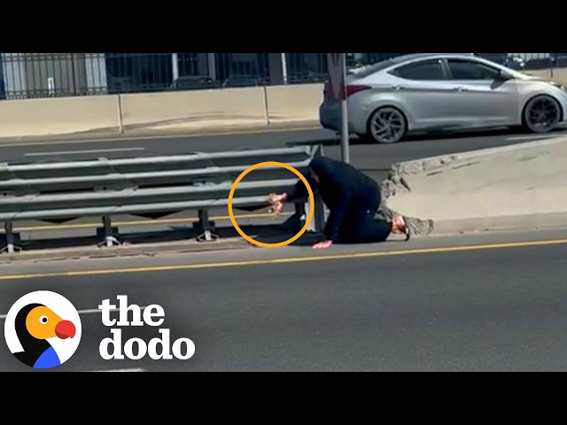 Woman Crosses Four Lanes of Highway Traffic To Rescue Tiny Kitten | The Dodo