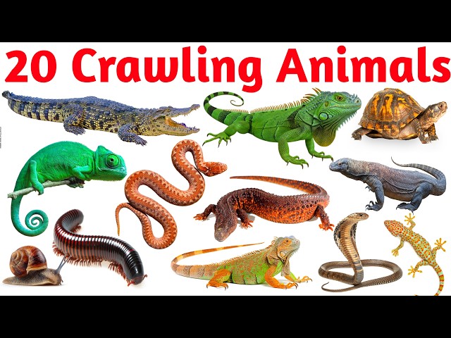 20 Reptiles and Crawling Animals Names 🐊 | English Vocabulary for Nursery & Preschool Kids