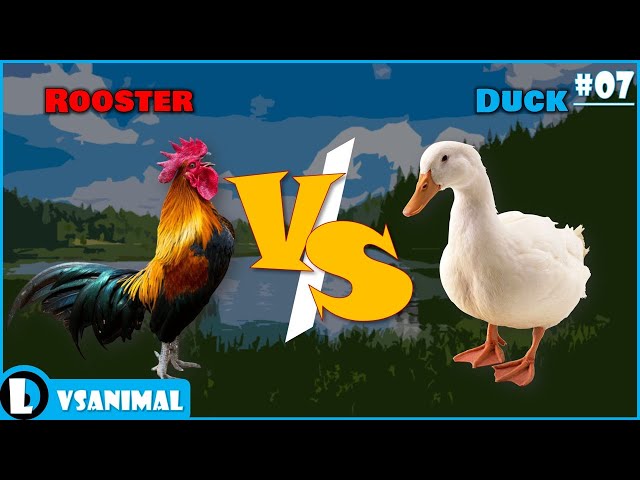 Rooster VS Duck | VS Animal - EP07 [ซับไทย]