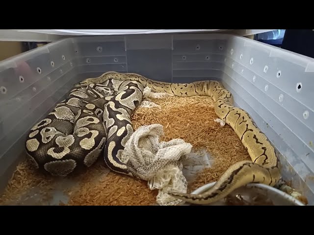 Lesser Female x Lemonblast Orange Dream Ball Python Pairing: Stunning Hatchlings Expected!