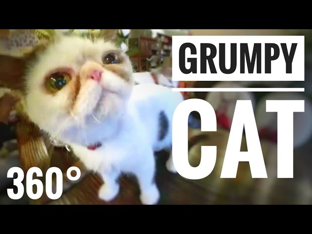360 VR videos Grumpy Cat Funny Cats Feeding Cafe China Samsung Gear VR 4K