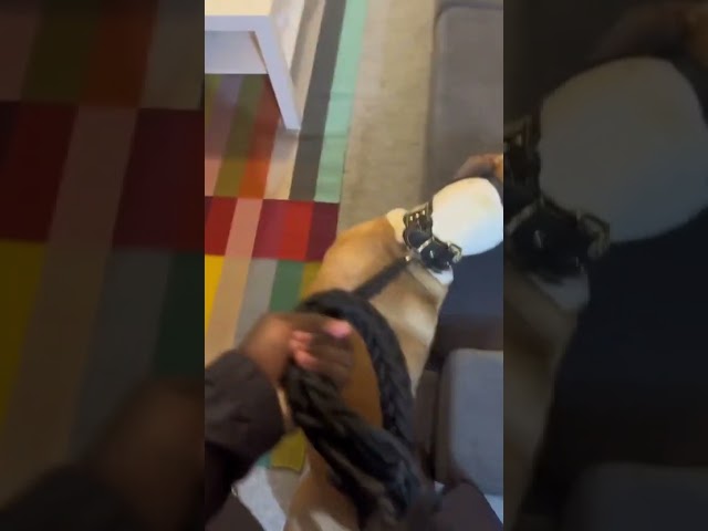 Je crois qu'il aime pas trop les chiens 🤣🤣 #pourtoi #fyp #papa #fouryou #fakesituation⚠️ #prank