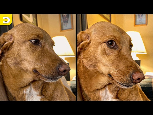 15 Minutes Of Pets Being Silly