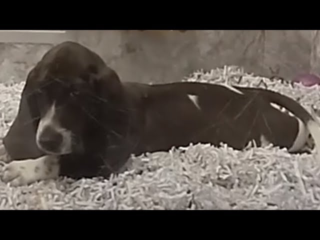 Depressed Dog in 180 VR (Insta360 Evo)