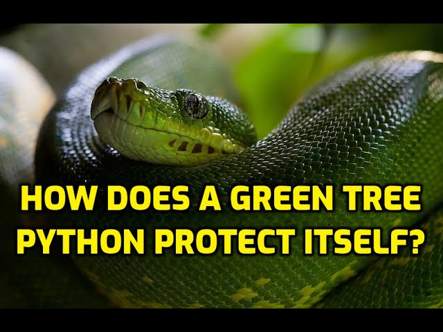 How Does A Green Tree Python Protect Itself?