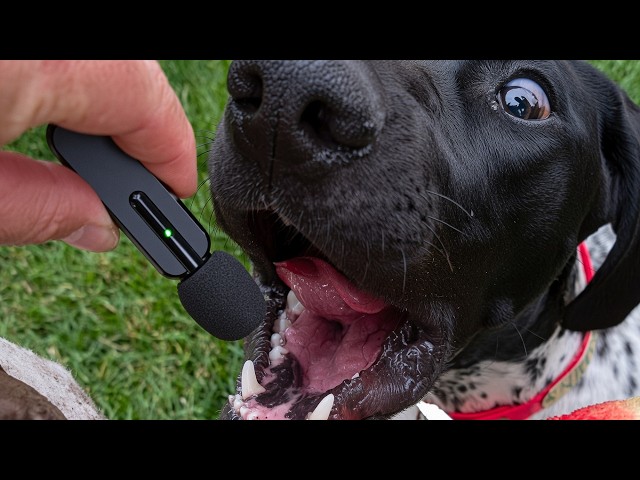 UNUSUAL MEMES COMPILATION V380