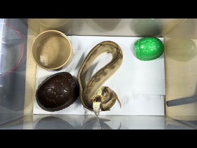 CROCODALE JR. | Champagne Lavender Royal / Ball Python | #feeding 💜🎬 (10.03.26)