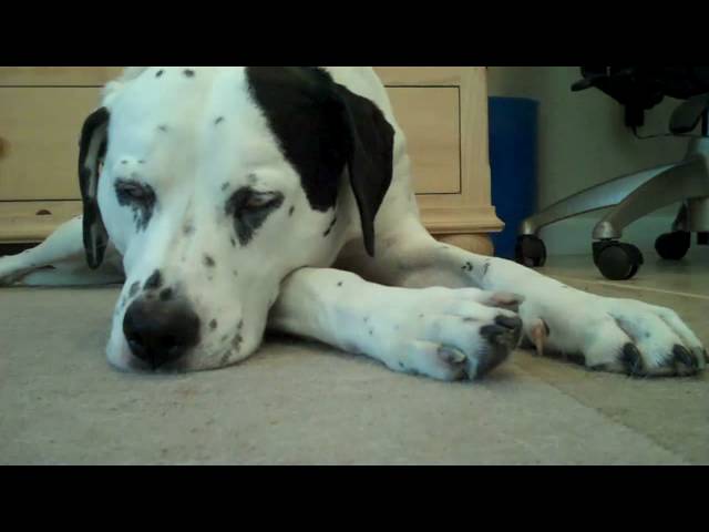 My dog falling asleep. Staring Howie The Dalmatian