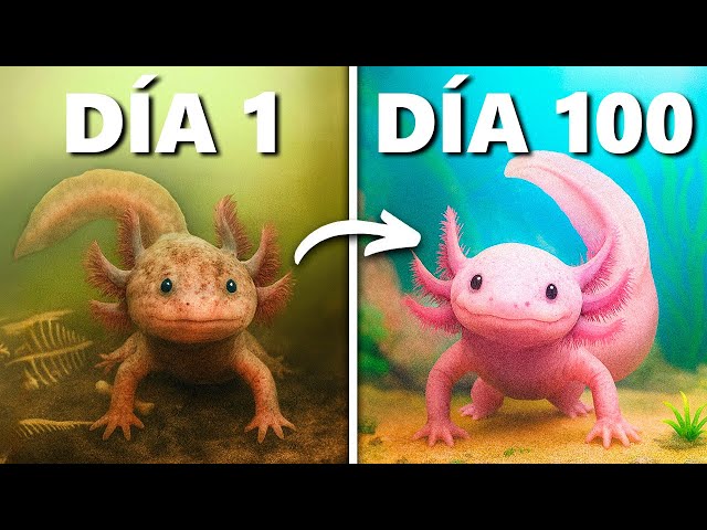 Salvé a un Ajolote Abandonado..